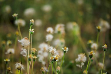 Coldenia procumbens Linn doğada