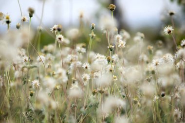 Coldenia procumbens Linn doğada