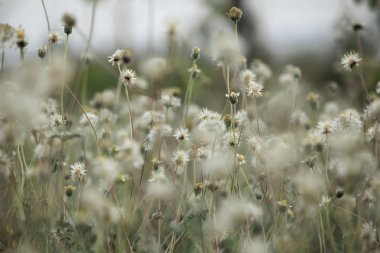Tridax procumbens yere yatıyor doğada.