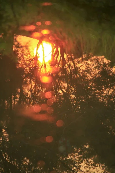 Siluetas Ramas Puesta Sol — Foto de Stock