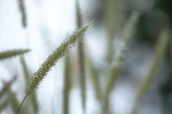 Pollen Fehér Természetben — Stock Fotó