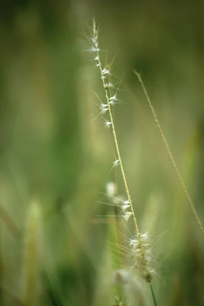 Pollen Fehér Természetben — Stock Fotó