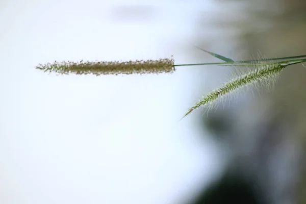 Pólen Grama Branco Natureza — Fotografia de Stock