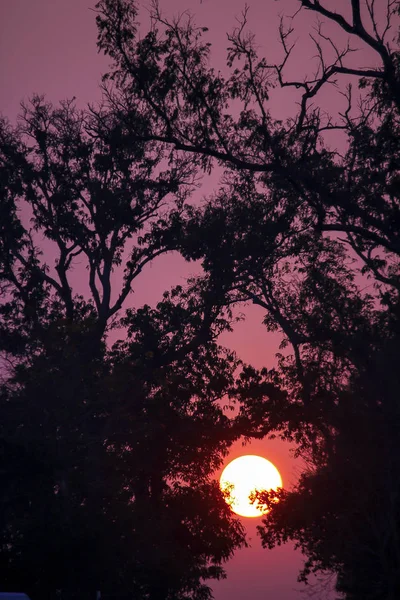Silhouetten Von Zweigen Und Sonnenuntergang — Stockfoto