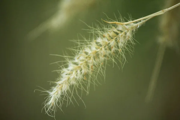 Pólen Grama Branco Natureza — Fotografia de Stock