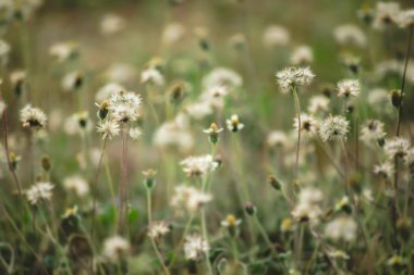 Doğada Tridax procumbens