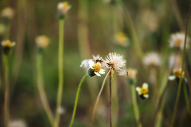 Doğada Tridax procumbens