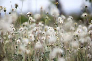 Doğada Tridax procumbens