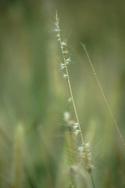 Çimen poleni doğada beyaz.