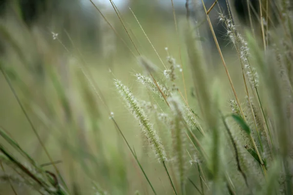 Pollen Fehér Természetben — Stock Fotó