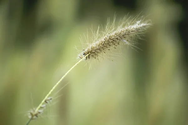 Pólen Grama Branco Natureza — Fotografia de Stock