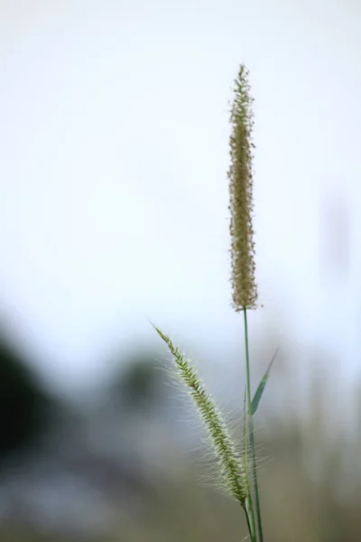 Pollen Fehér Természetben — Stock Fotó