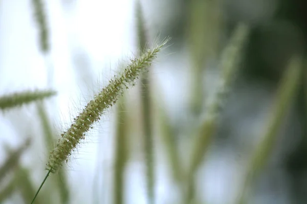 Pollen Herbe Blanc Dans Nature — Photo