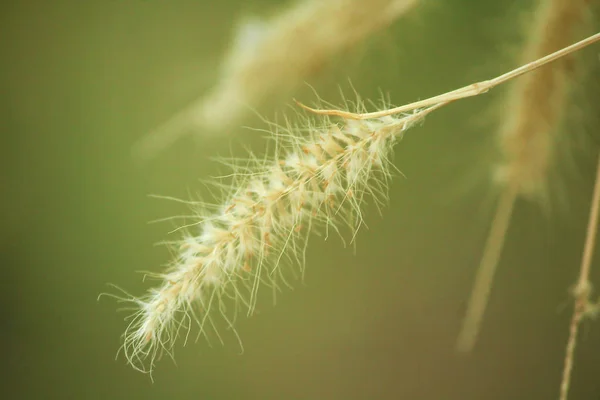 Grass Pollen White Nature — Stock Photo, Image