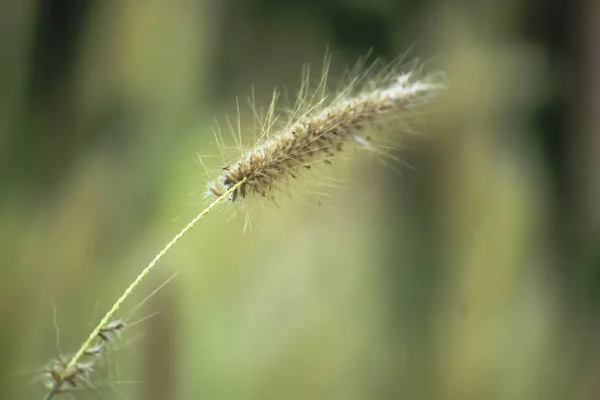 Gräspollen Vit Naturen — Stockfoto