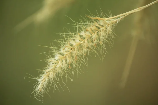 Травяная Пыльца Белого Цвета Природе — стоковое фото