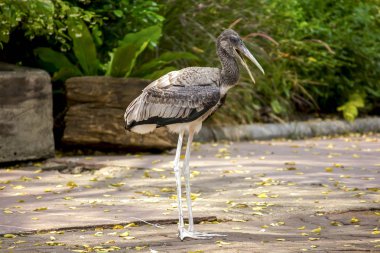 Mycteria leucocephala Hayvanat Bahçesi