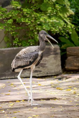 Mycteria leucocephala Hayvanat Bahçesi