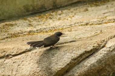 Copsychus saularis yerde