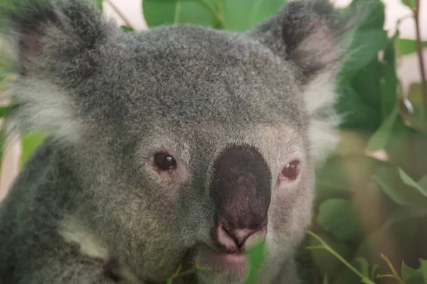 Die Augen Der Koalas — Stockfoto