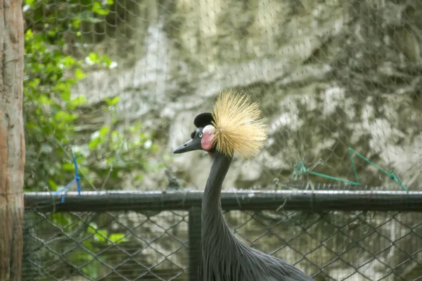 Siyah Vinç Hayvanat Bahçesinde Taç — Stok fotoğraf