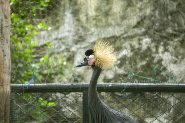 Jeřáb Zoo Paví — Stock fotografie