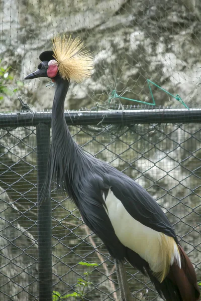 Grulla Coronada Negra Zoológico — Foto de Stock