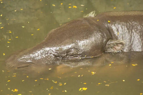 Hippopotame Pygmée Est Dans Eau — Photo