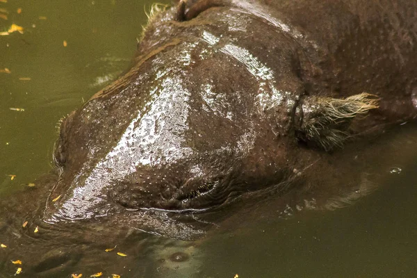 Pygmy Hippopotamus Water — Stock Photo, Image