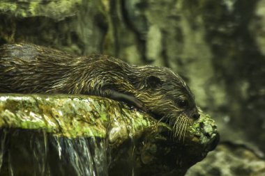 Su samuru küçük pençe.