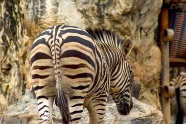 Yürüyen bir zebra ters