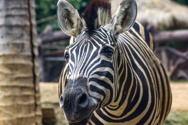 Zebra kafa desenleri beyaz renk siyah alternatif.