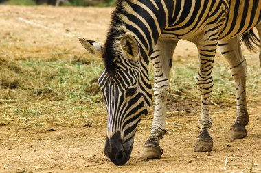 Zebra kafa desenleri beyaz renk siyah alternatif.