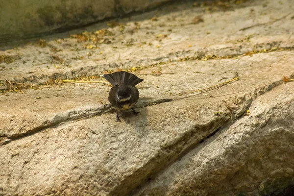 지상에 Copsychus Saularis — 스톡 사진