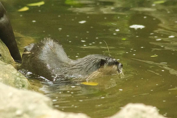 Små Klöst Otter Vattnet — Stockfoto