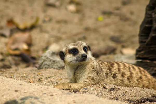 Suricata Suricatta Dans Zoo Recherche Quelque Chose — Photo