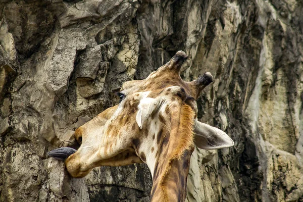 Tête Girafe Avec Long Cou Corps Est Unique — Photo