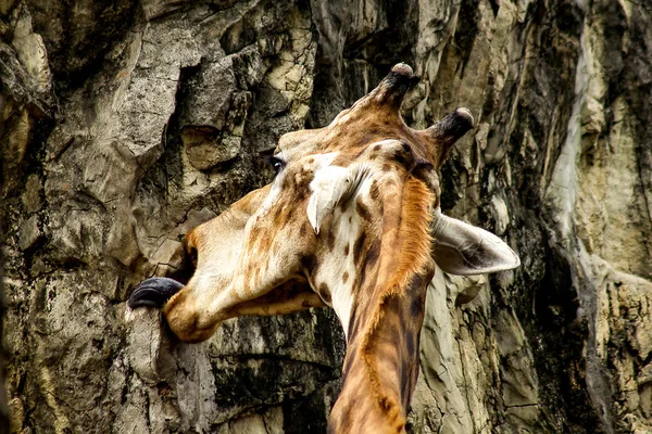 Cabeça Girafa Com Pescoço Longo Corpo Único — Fotografia de Stock