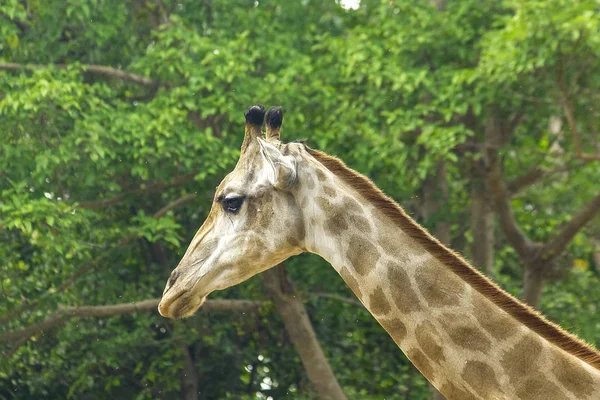 Голова Жирафа Длинной Шеей Тела Уникальна — стоковое фото