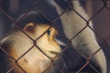 Kırmızı şişlemiş Douc Langur Hayvanat Bahçesi.