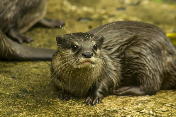 Kleine Klauwde Otter Kleinste Soort Wereld — Stockfoto