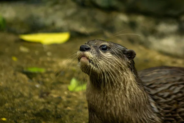 Lontra Dagli Artigli Piccoli Specie Più Piccola Del Mondo — Foto Stock