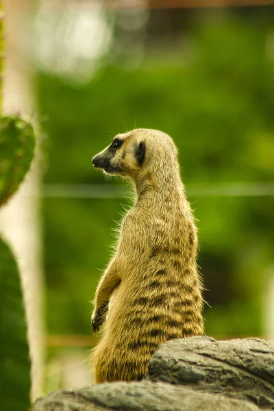 Suricata Suricatta Regardant Quelque Chose Mammifère Petite Taille — Photo