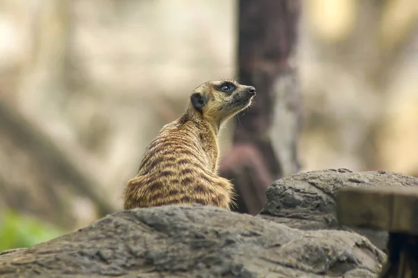 Suricata Suricatta Regardant Quelque Chose Mammifère Petite Taille — Photo