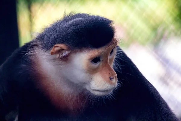 Douc Langur Canela Vermelha Zoológico — Fotografia de Stock