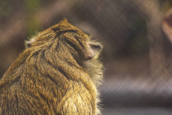 Krabbenfressende Makaken Zoo — Stockfoto