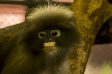 Gölgeli Langur hayvanat bahçesinde olduğunu.