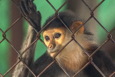 Kırmızı şişlemiş Douc Langur Hayvanat Bahçesi.