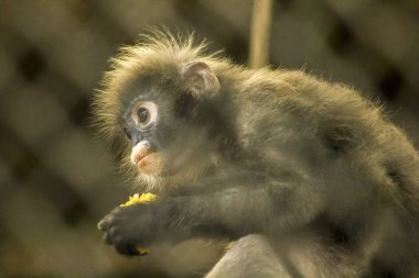 Gölgeli Langur hayvanat bahçesinde olduğunu.