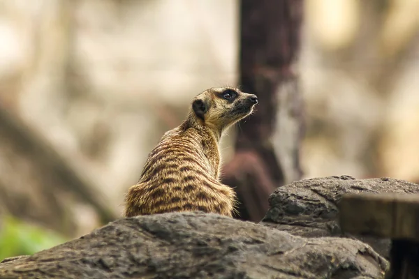 Suricata Suricatta Looking Something — Stock Photo, Image